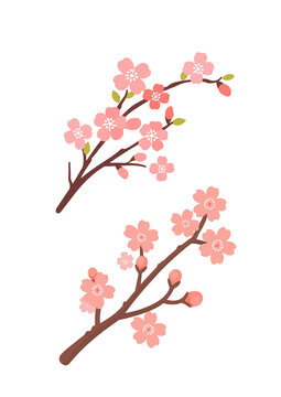 粉色樱花树枝矢量插画