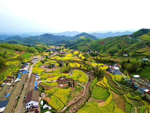 凤堰古梯田油菜花盛开