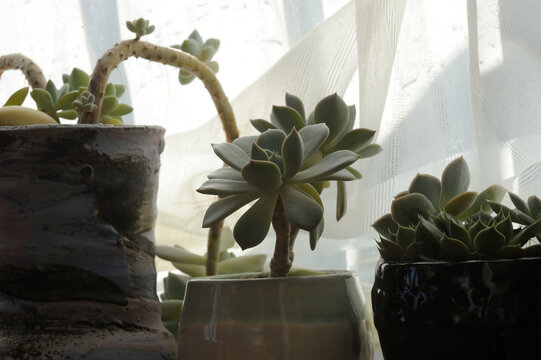 多肉植物