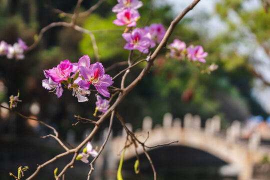 桥前枝头绽放的粉紫色花朵