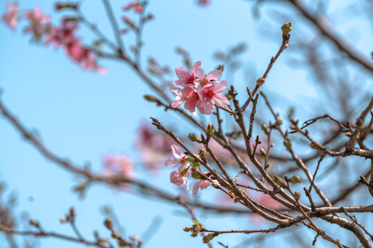 蓝天背景下的粉嫩樱花绽放