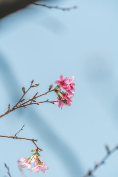 蓝天粉樱花枝头特写