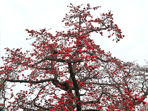 木棉花