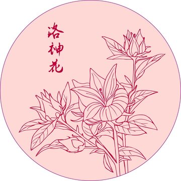 洛神花