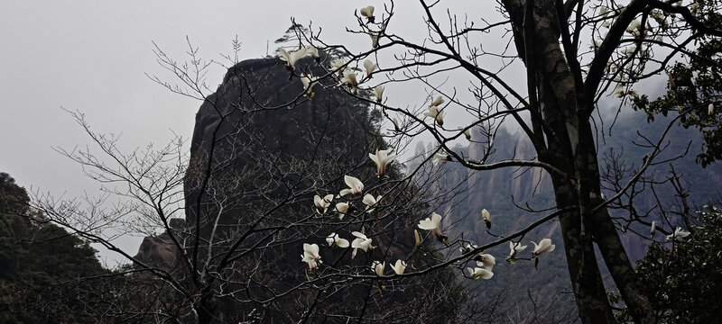 三清山和白玉兰