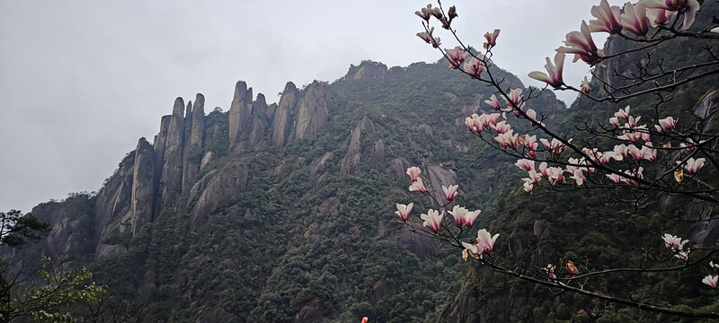 三清山和玉兰花