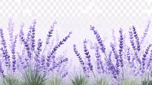 薰衣草
