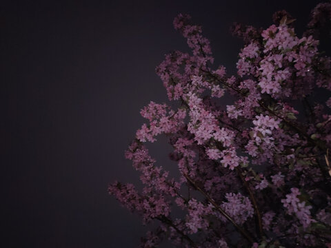 雨后海棠花
