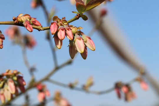 蓝莓花开