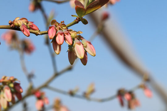 蓝莓花开