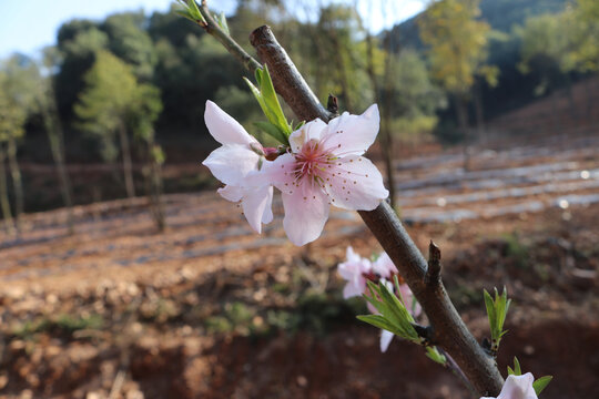 桃花