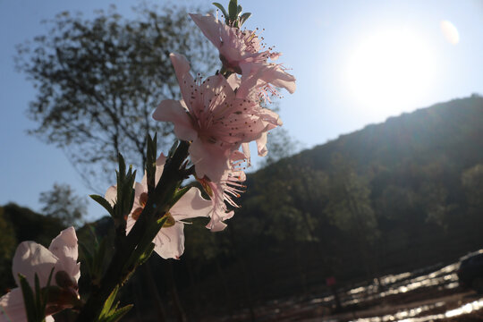 桃花