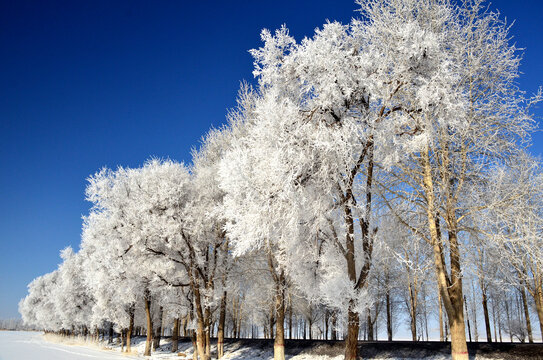 巴里坤雪景雪松