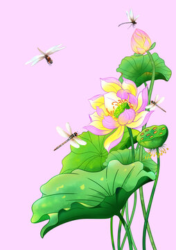荷花