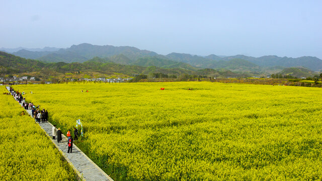 蒋家堰敖家坝油菜花盛开