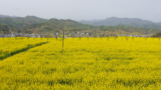 蒋家堰敖家坝油菜