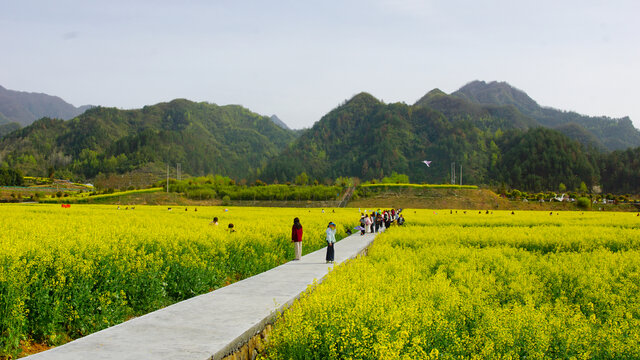 蒋家堰敖家坝油菜花基地