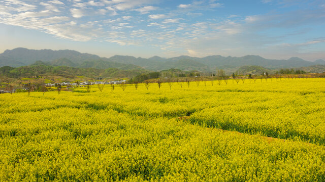 蒋家堰敖家坝油菜花海