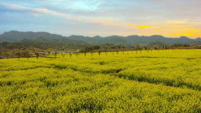 蒋家堰敖家坝油菜花田