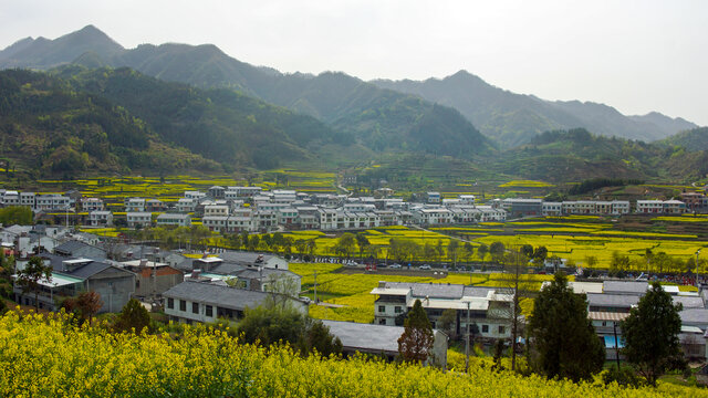 蒋家堰敖家坝油菜花基地