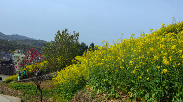 敖家坝油菜