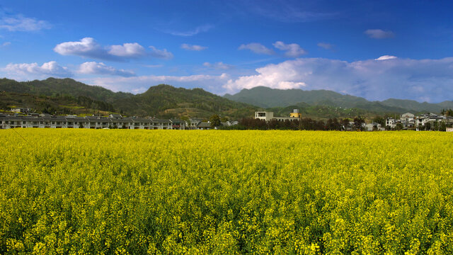 蒋家堰敖家坝蓝天花海