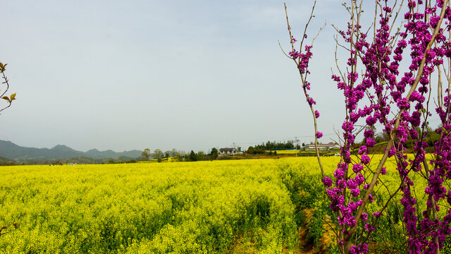 蒋家堰敖家坝油菜花樱花