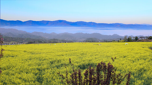 蒋家堰敖家坝油菜花开