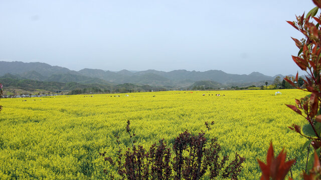 蒋家堰敖家坝油菜花田