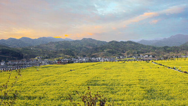 蒋家堰敖家坝油菜花盛开