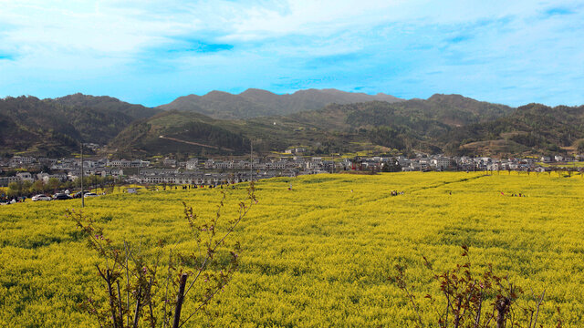 蒋家堰敖家坝油菜