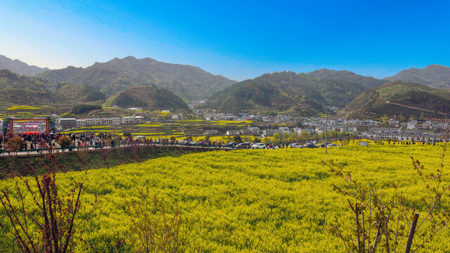 蒋家堰镇敖家坝油菜花