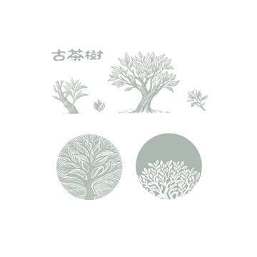 古茶树