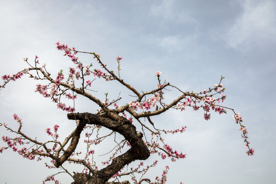 桃树开花