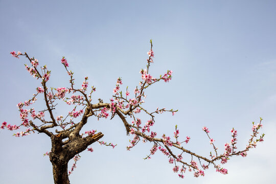 一枝桃花