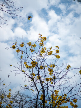 天空白云和黄花风铃木