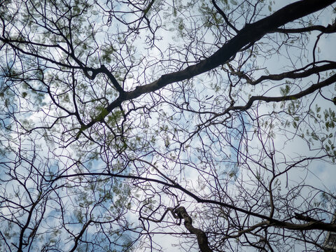 天空白云和黄花风铃木