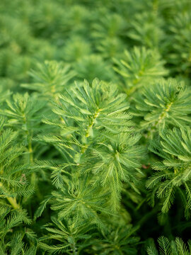 植物在野外生长的特写镜头