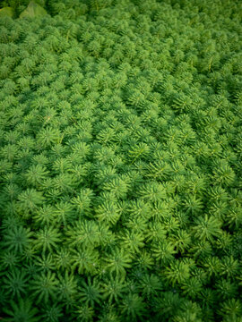 河道里的绿植郁郁葱葱一大片