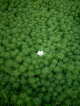 河道里的绿植郁郁葱葱一大片