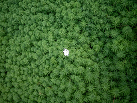 河道里的绿植郁郁葱葱一大片