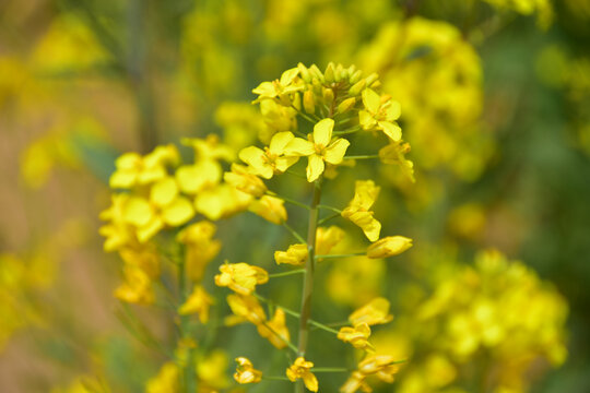 油菜花开