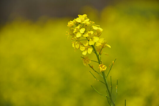 油菜花开