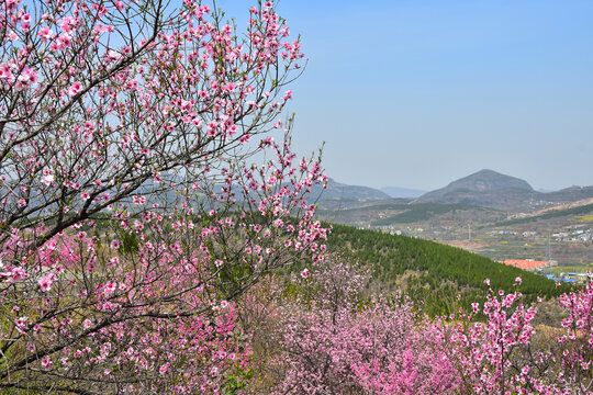 春天伏羲山桃花开