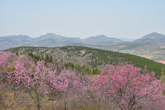 伏羲山桃花开