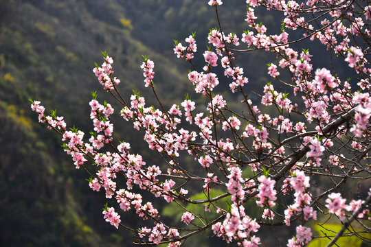桃花开