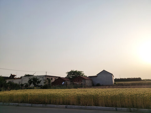 麦田