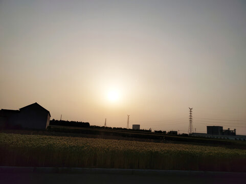 麦田