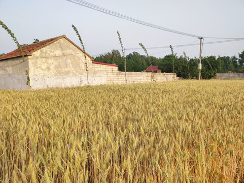 麦田