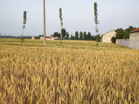 麦田